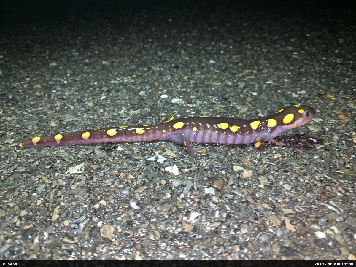 Spotted Salamander