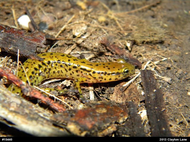 Eastern Long-tailed Salamander