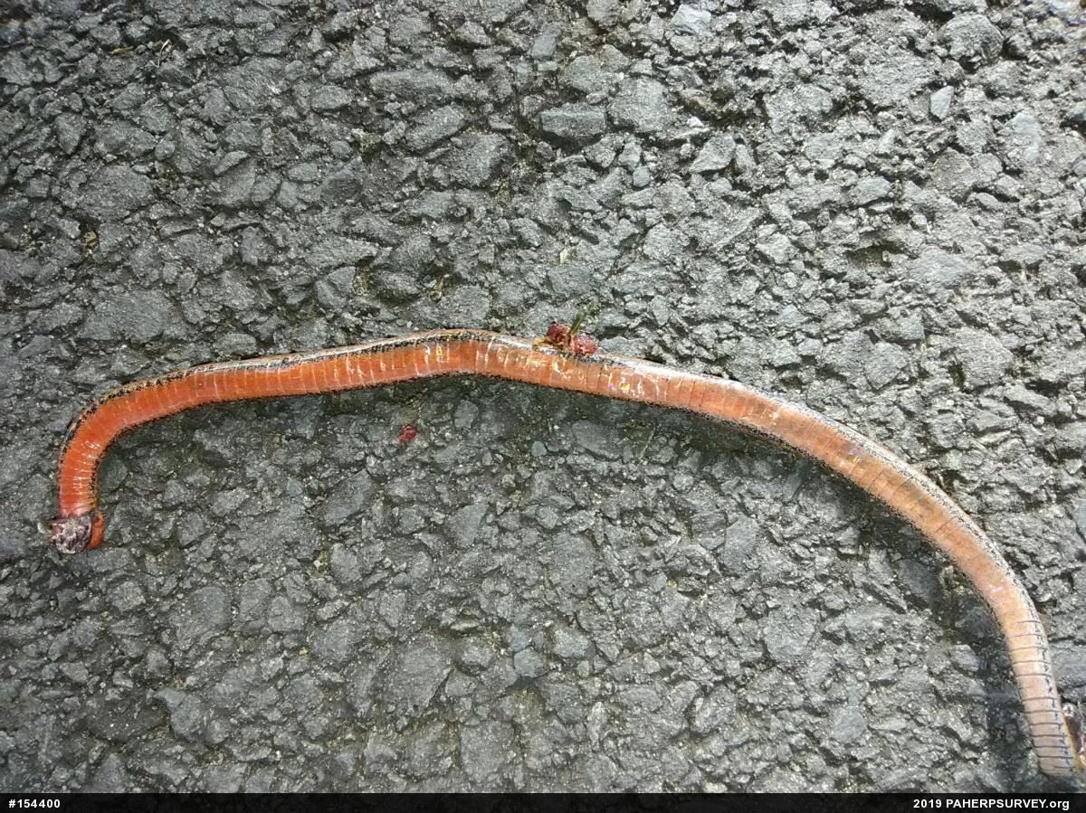 Red-bellied Snake
