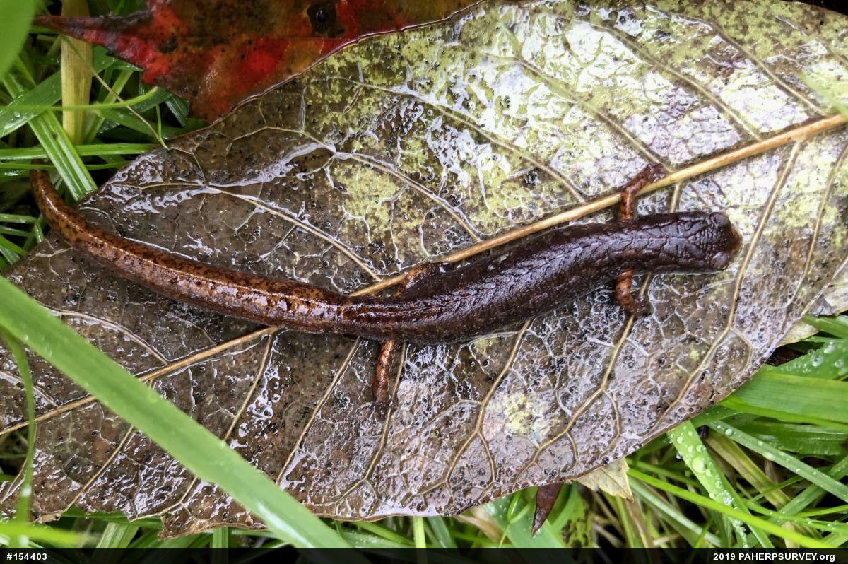 Four-toed Salamander