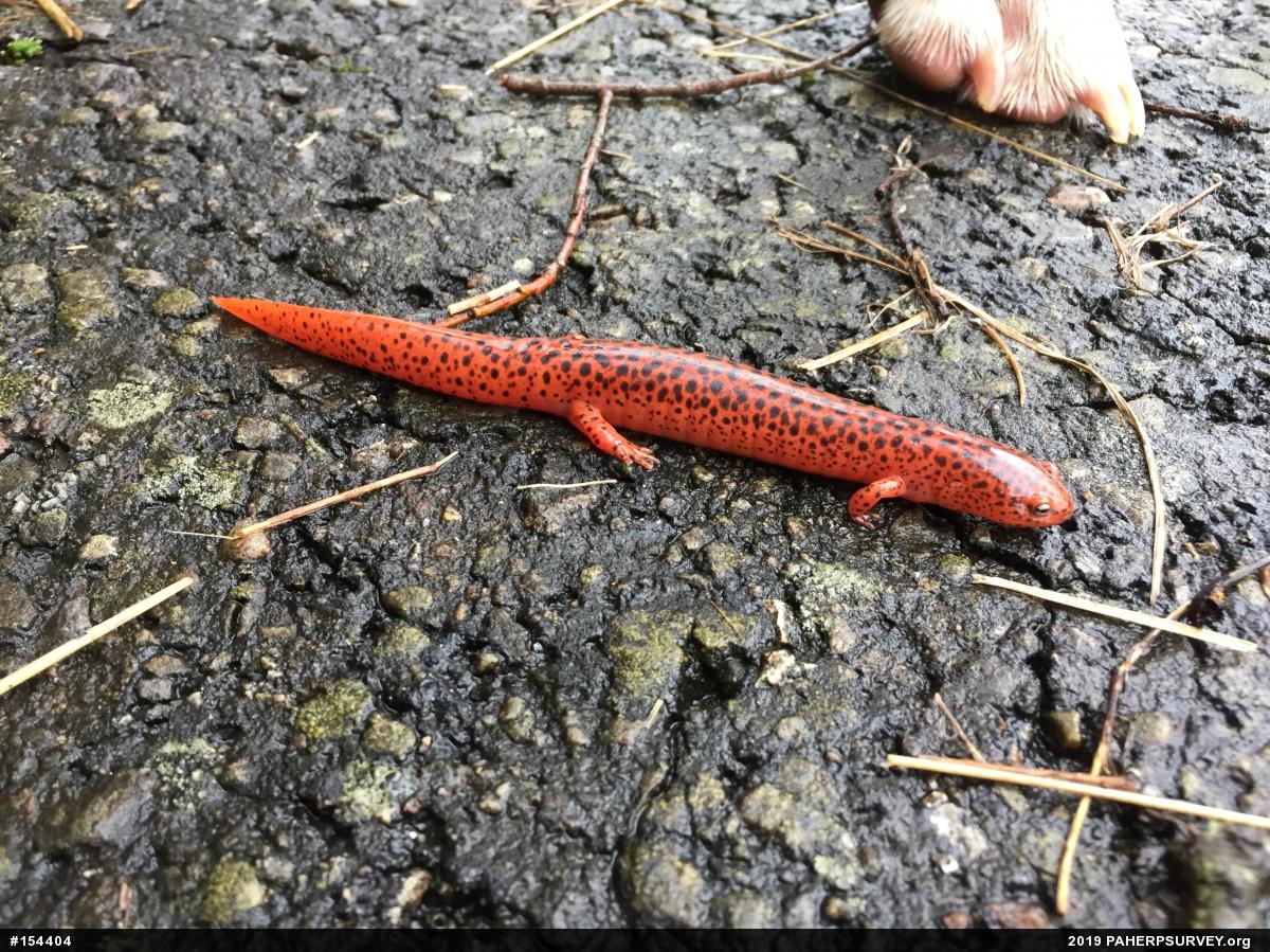 Northern Red Salamander