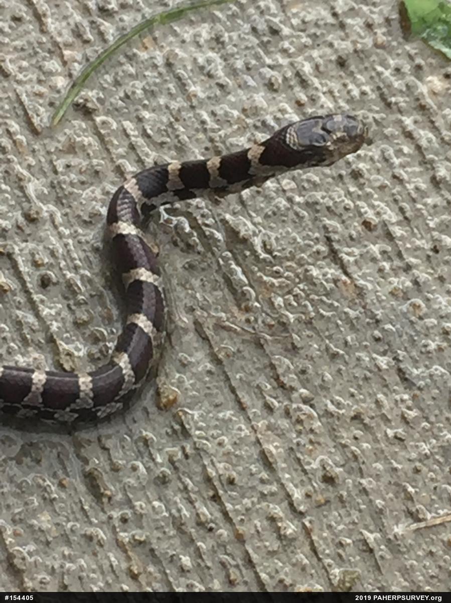 Eastern Milksnake