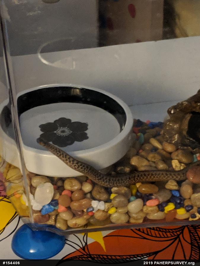 Dekay's Brownsnake