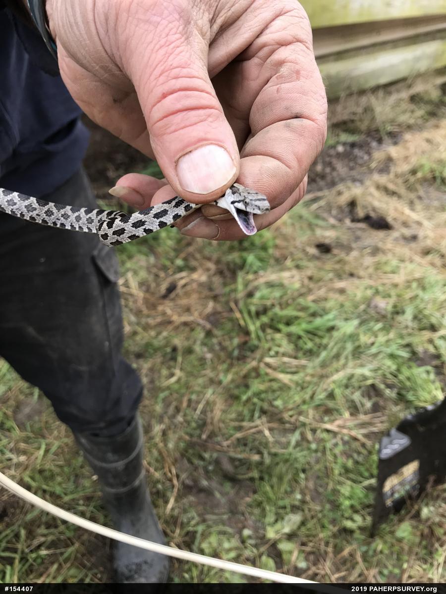 Eastern Ratsnake