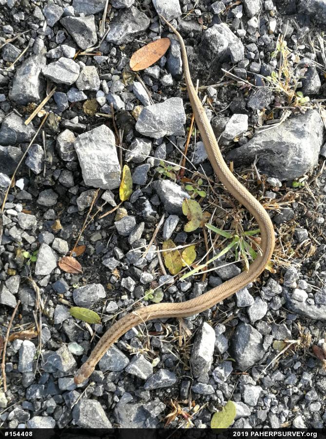 Dekay's Brownsnake