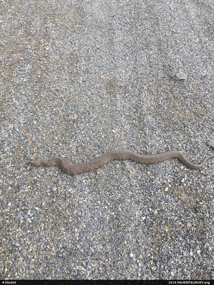Northern Watersnake