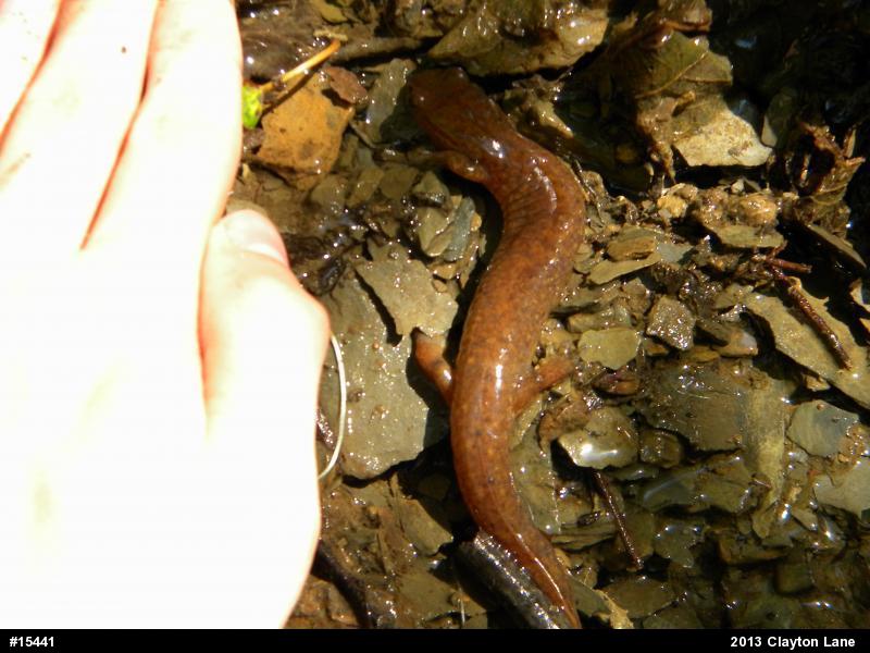 Northern Spring Salamander