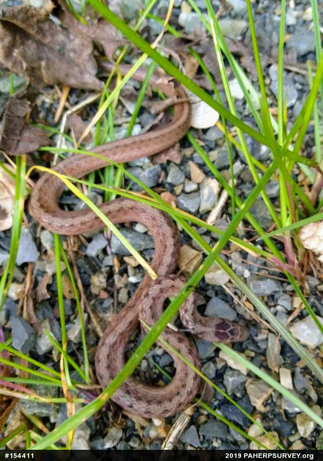 Dekay's Brownsnake