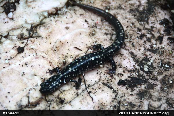 Northern Slimy Salamander