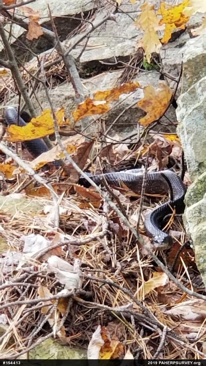 Eastern Ratsnake