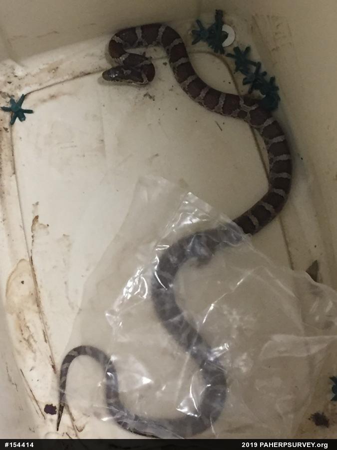 Eastern Milksnake