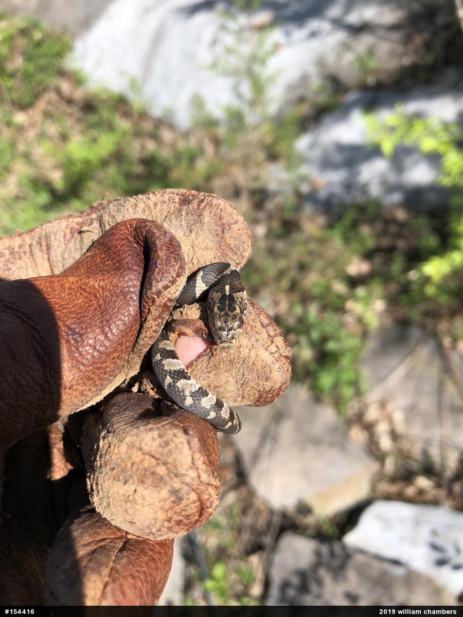 Northern Watersnake