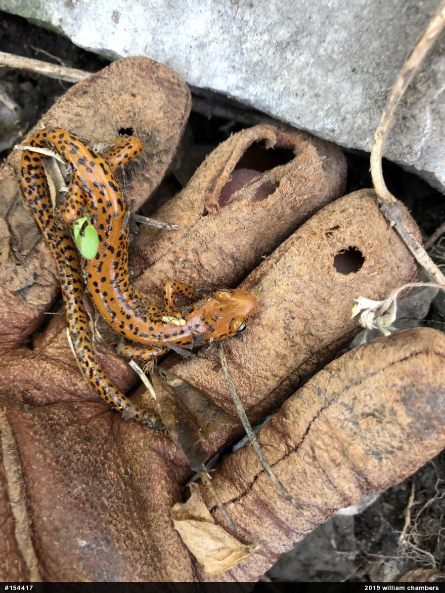 Eastern Long-tailed Salamander