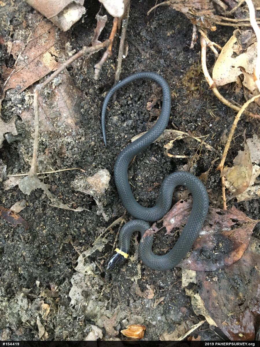 Northern Ring-necked Snake