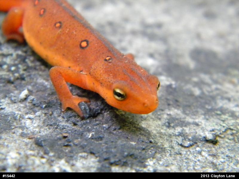 Red-spotted Newt