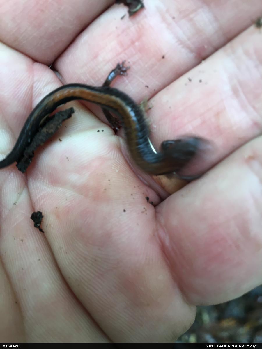 Eastern Red-backed  Salamander