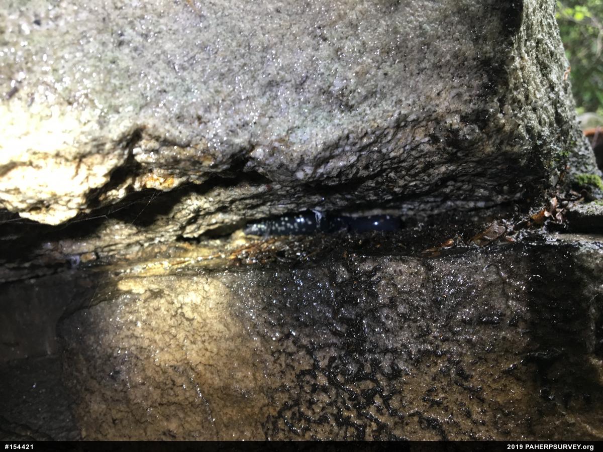 Northern Slimy Salamander