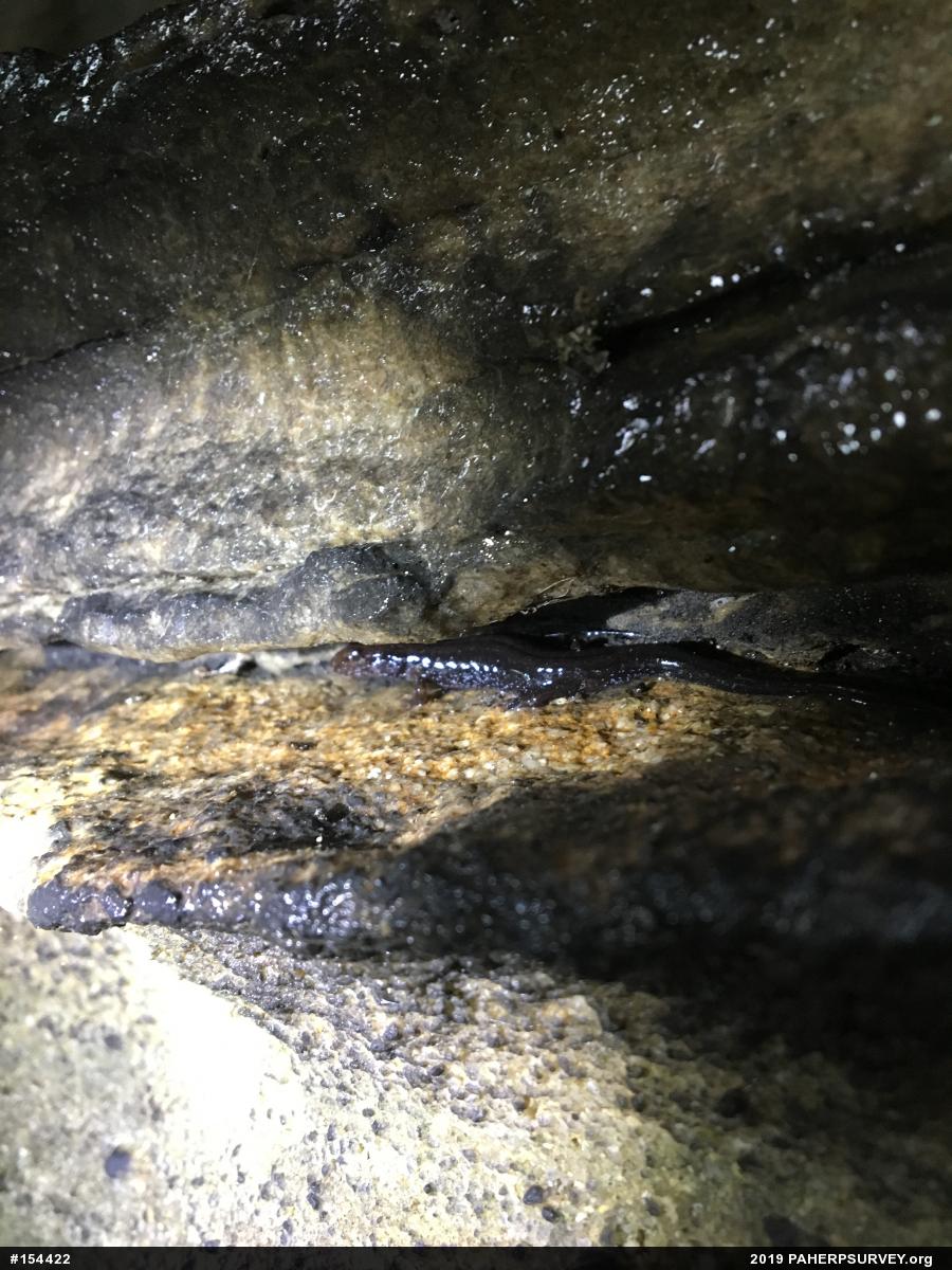Dusky Salamanders