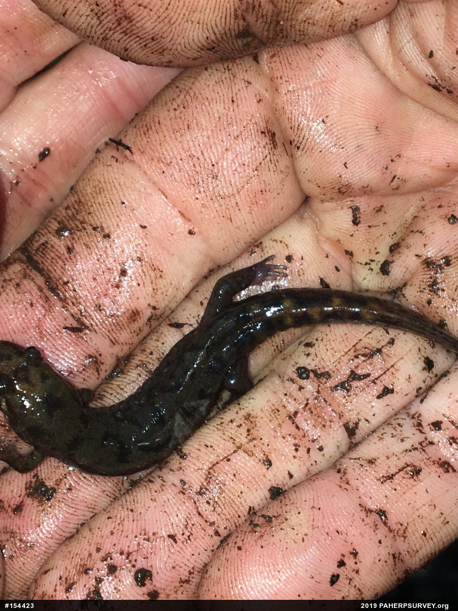 Seal Salamander