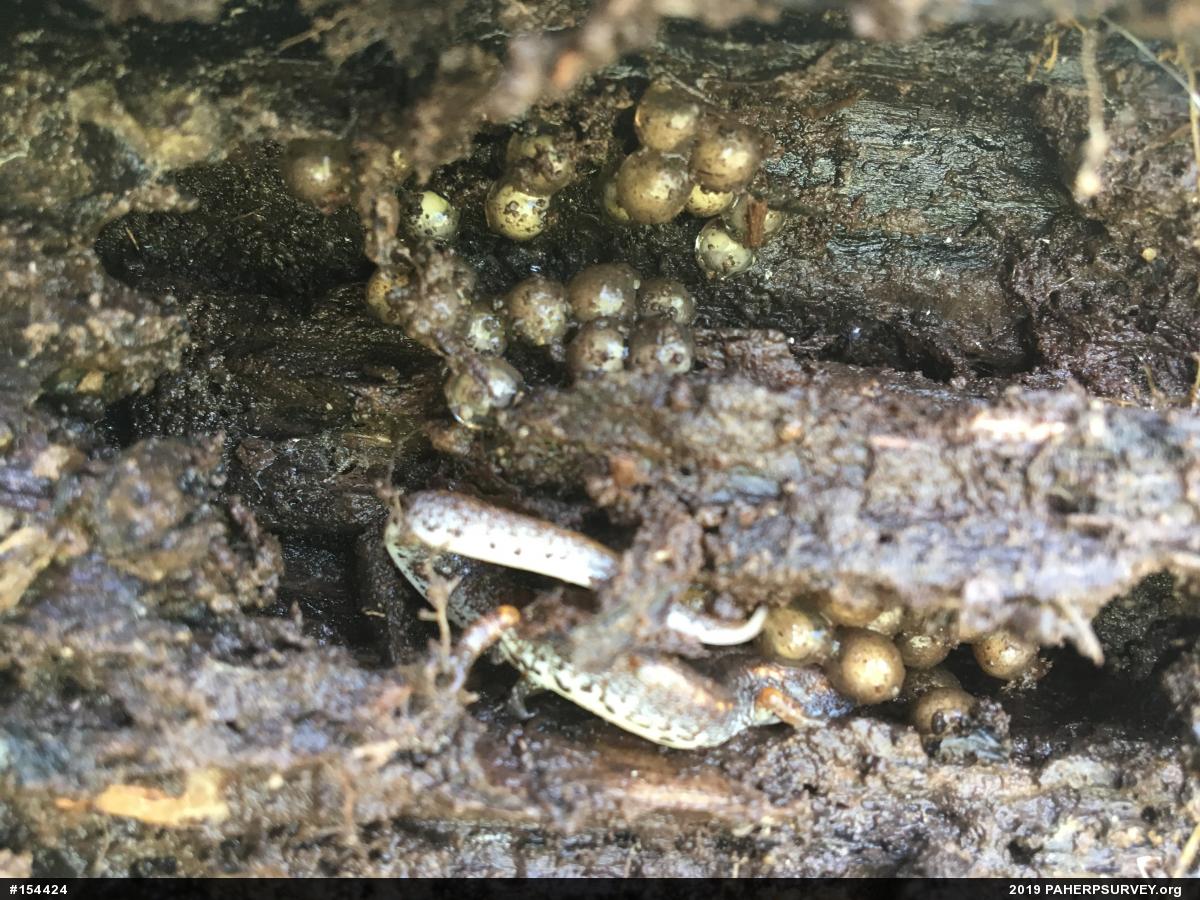 Four-toed Salamander