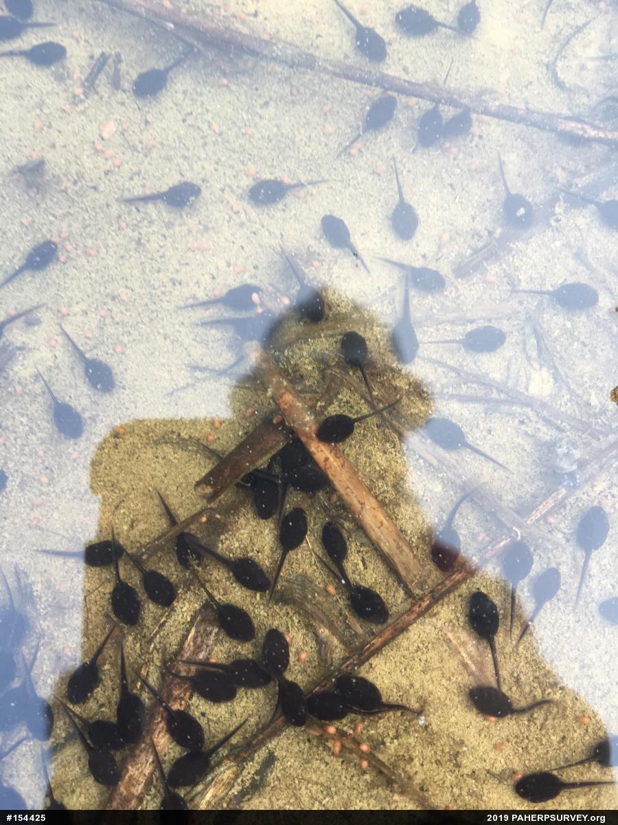 Wood Frog