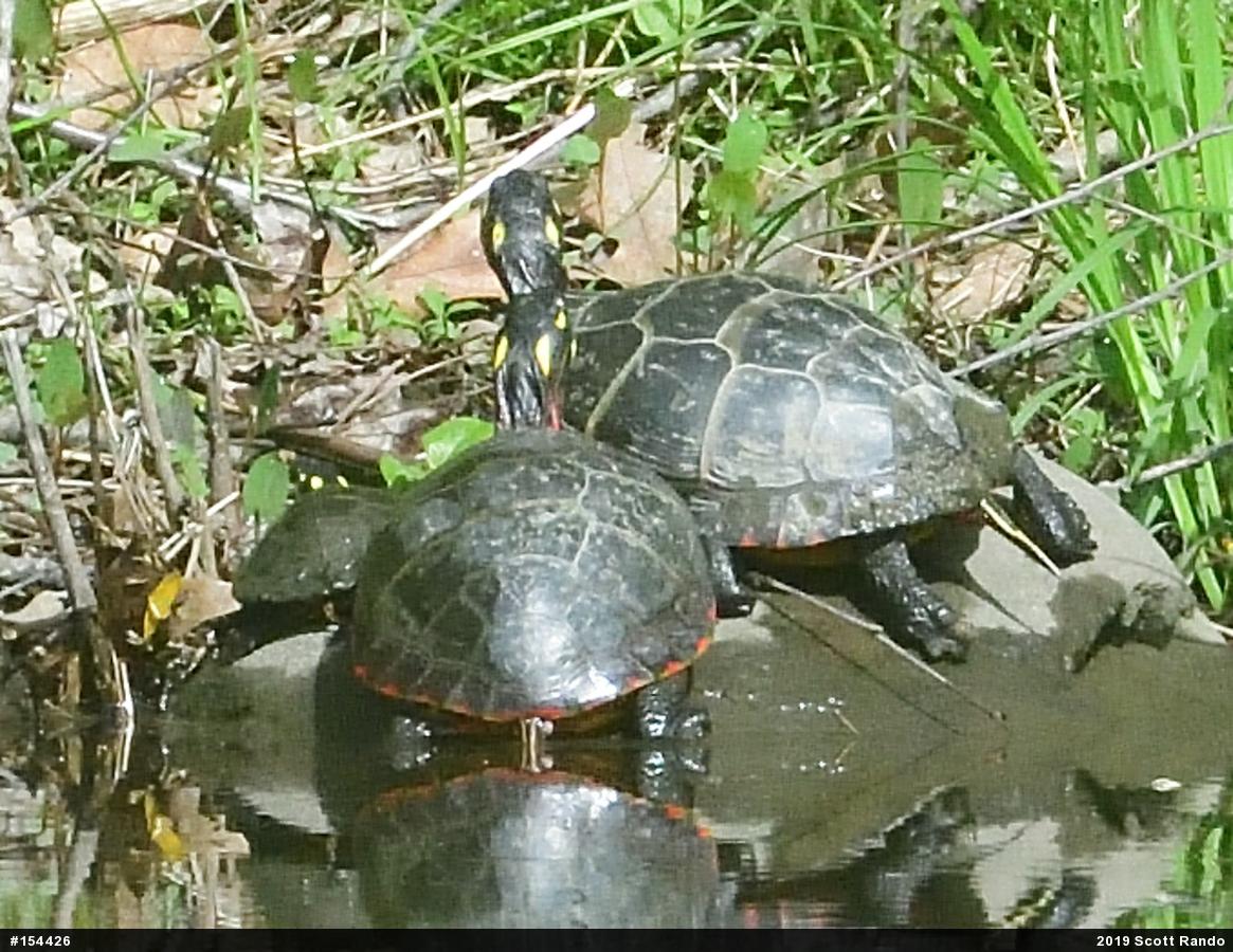 Midland Painted Turtle