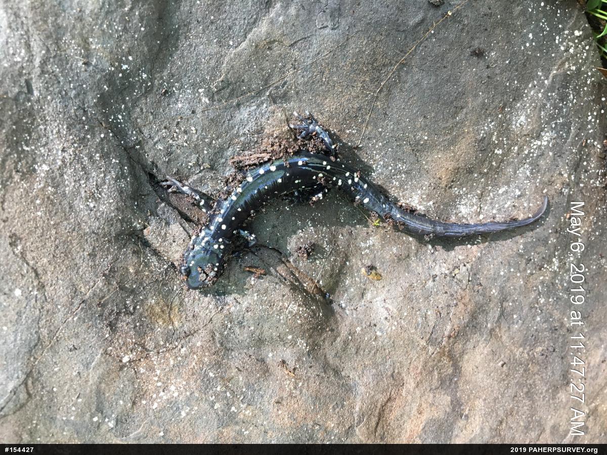 Northern Slimy Salamander