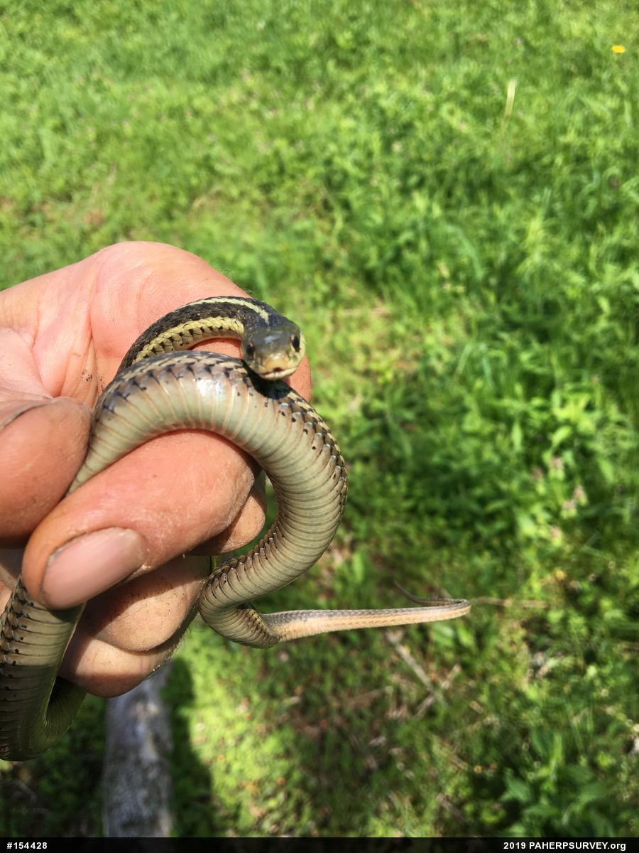 Eastern Gartersnake
