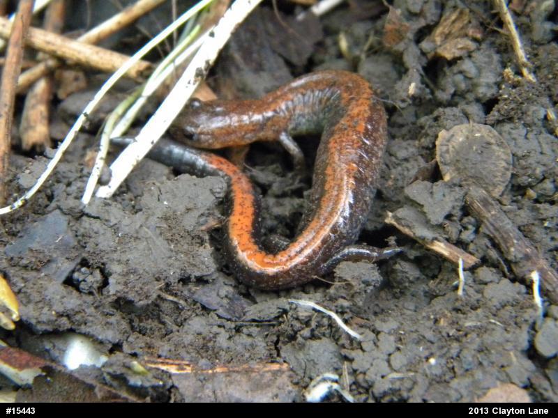 Eastern Red-backed  Salamander