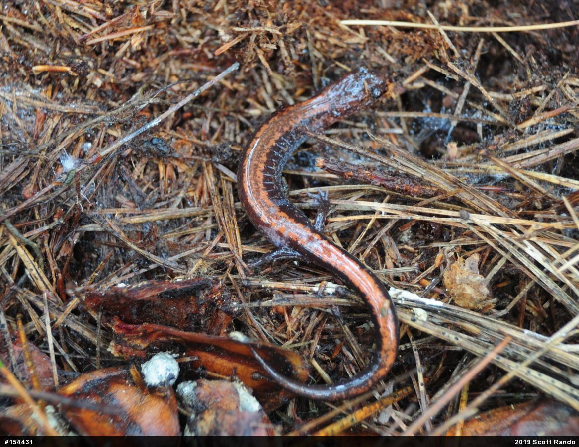Eastern Red-backed  Salamander