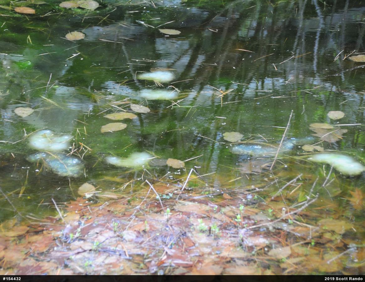 Spotted Salamander