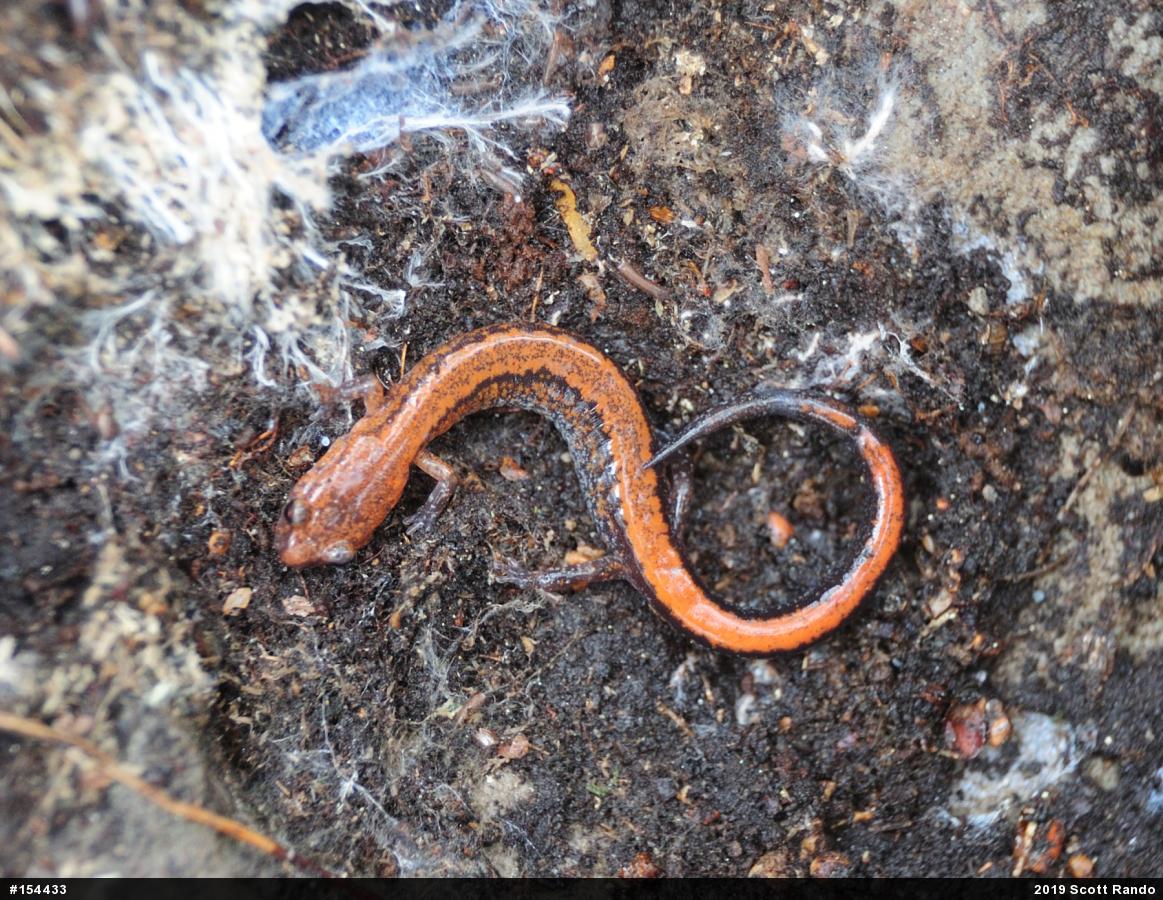 Eastern Red-backed  Salamander