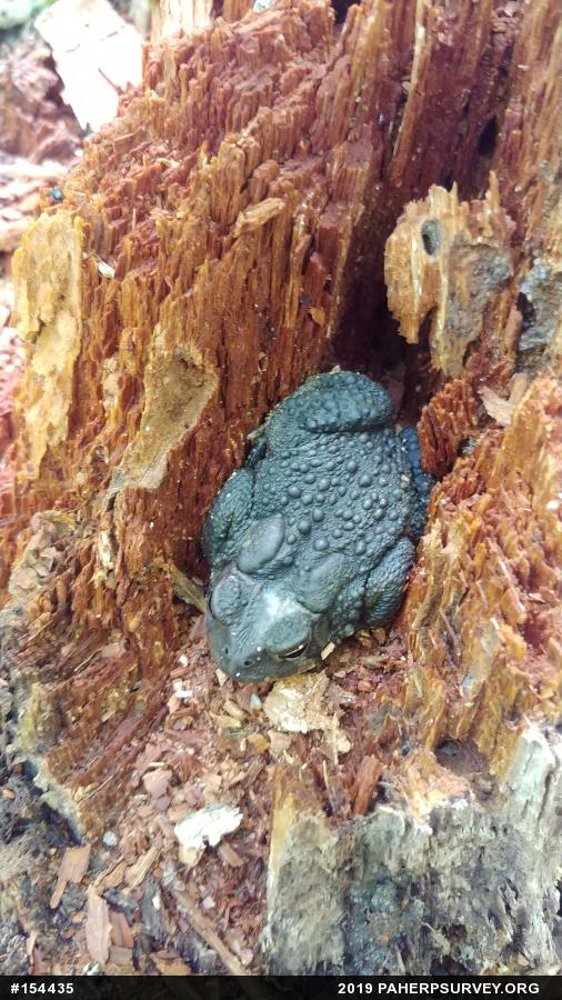 Eastern American Toad