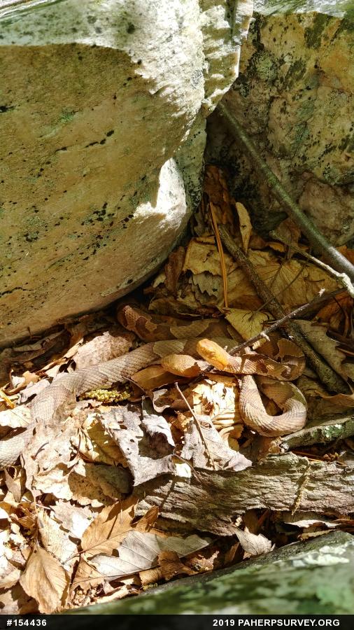 Northern Copperhead