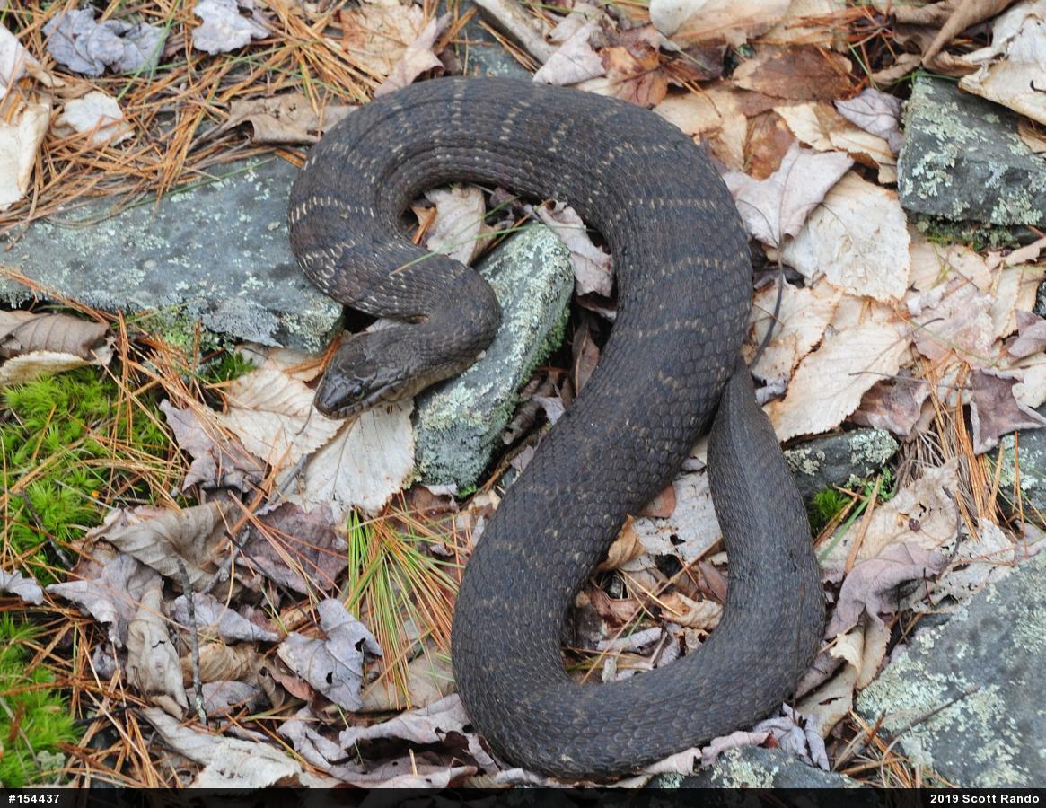 Northern Watersnake