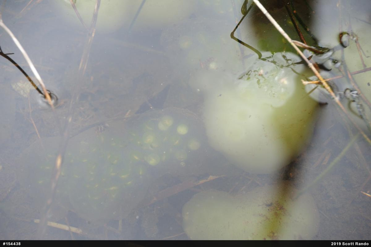 Spotted Salamander