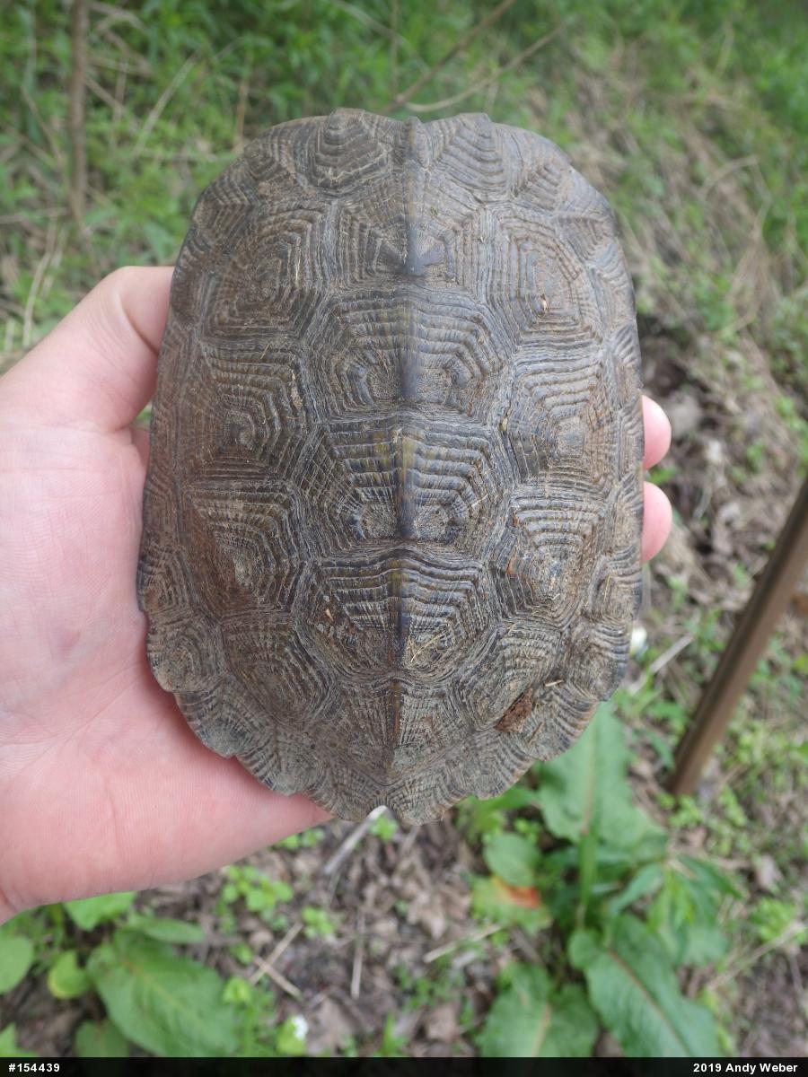 Wood Turtle