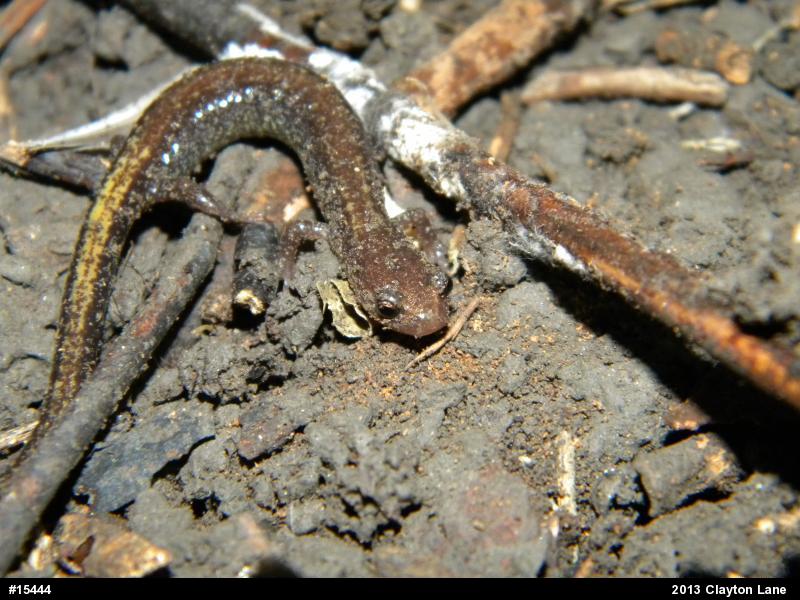 Eastern Red-backed  Salamander