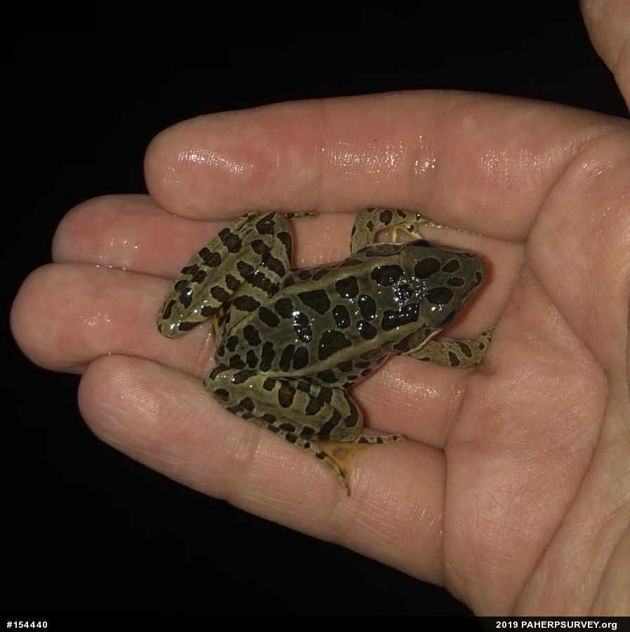 Pickerel Frog