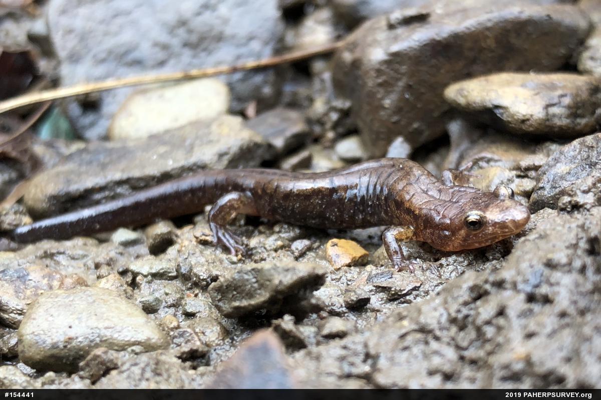 Allegheny Mountain Dusky Salamander