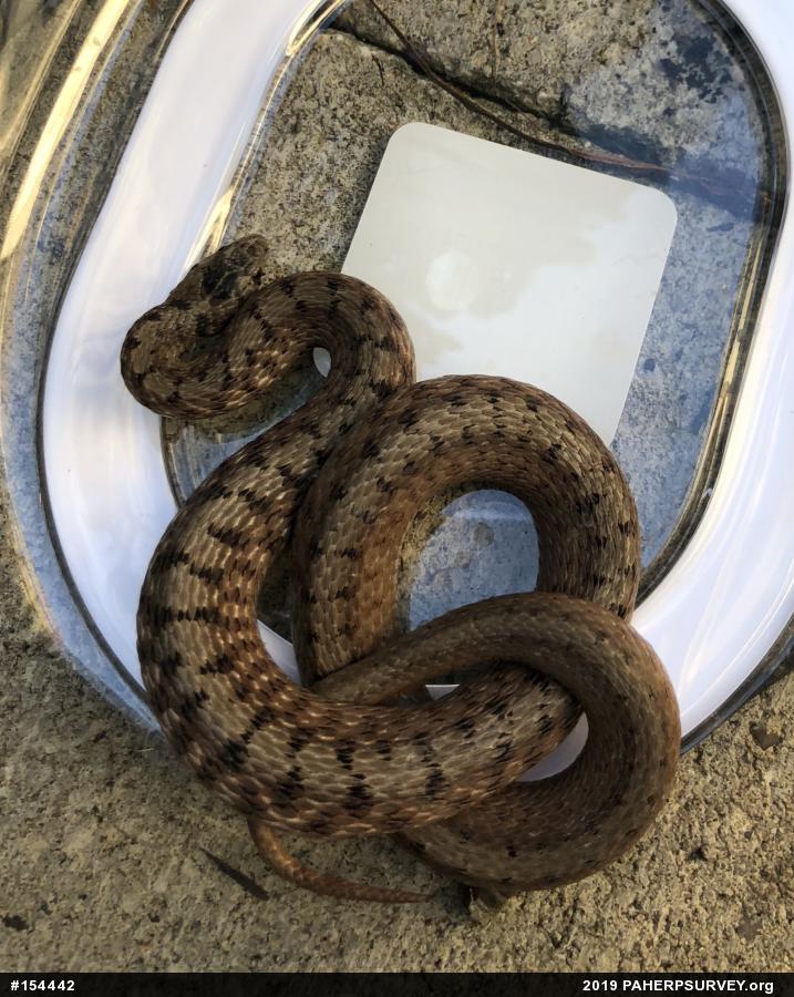 Dekay's Brownsnake