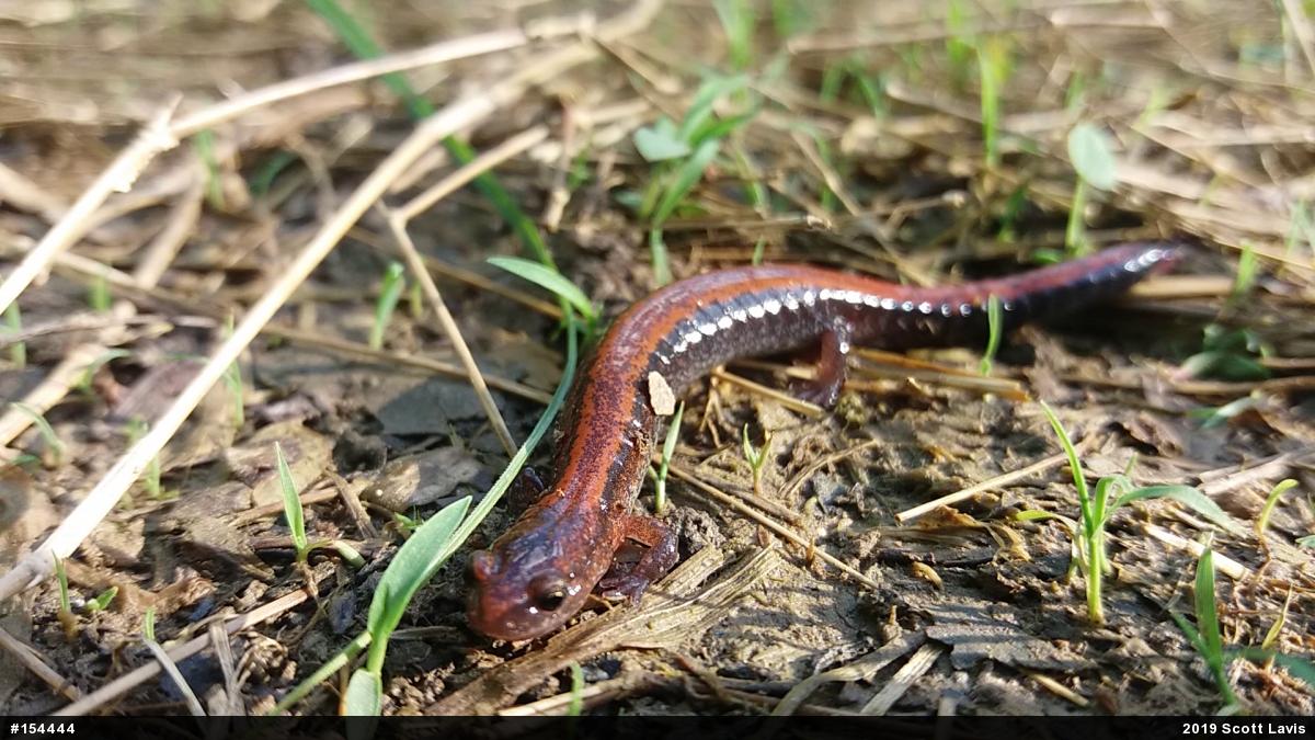 Eastern Red-backed  Salamander