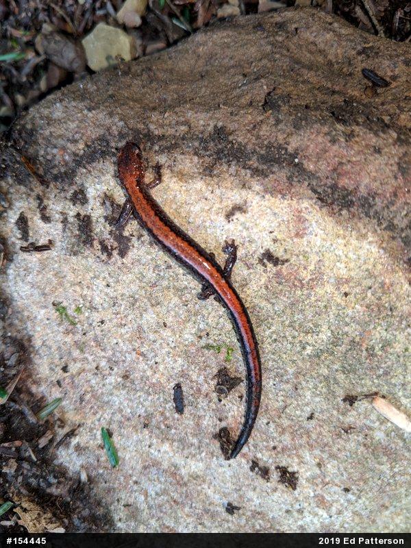 Eastern Red-backed  Salamander