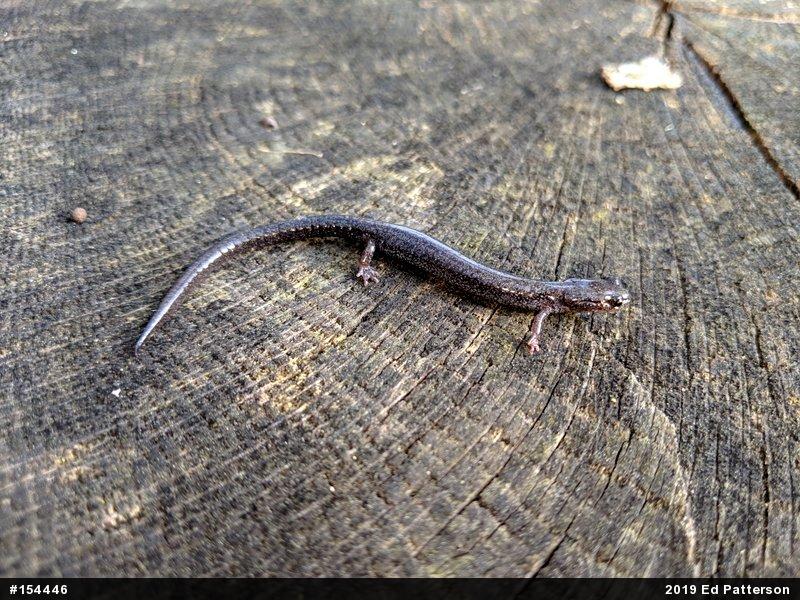 Valley And Ridge Salamander