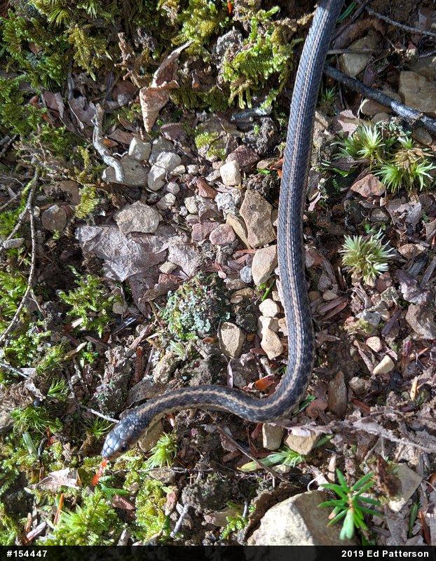 Eastern Gartersnake