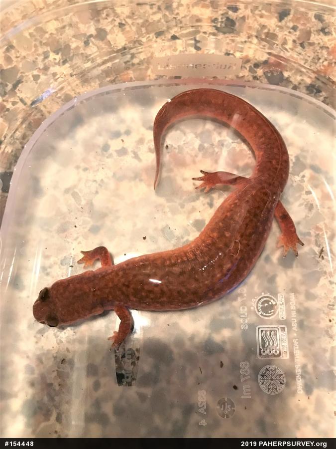 Northern Spring Salamander