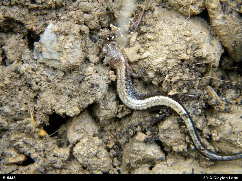 Eastern Red-backed  Salamander