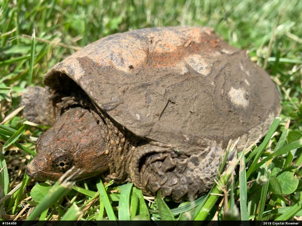 Snapping Turtle