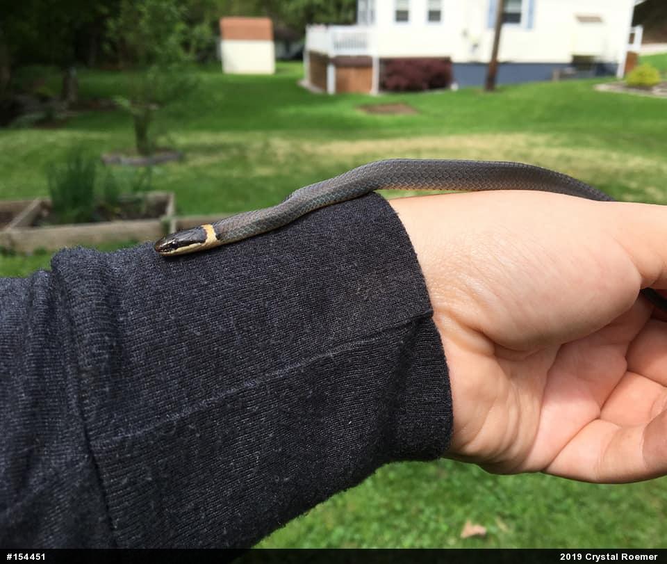 Northern Ring-necked Snake