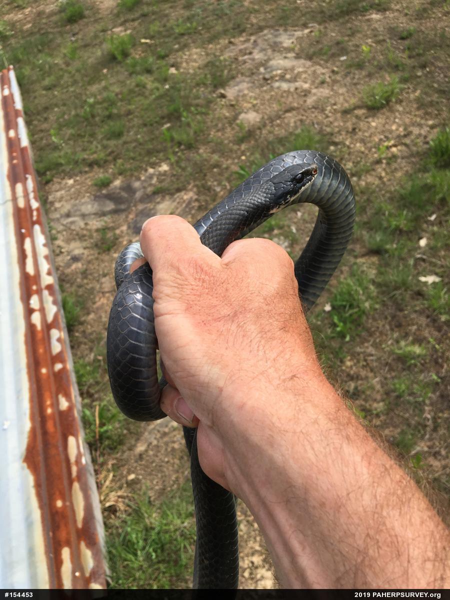 Northern Black Racer